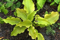 Valley's Lemon Squash