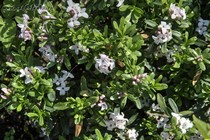 Волчеягодник трансатлантический Eternal Fragrance (Daphne transatlantica Eternal Fragrance)
