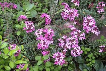 Волчеягодник боровой Variegata(Daphne cneorum Variegata)