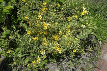 Керрия Японская Variegata (Kerria japonica Variegata)