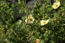 Лапчатка кустарниковая Daydawn (Potentilla fruticosa Daydawn)