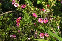 Лапчатка кустарниковая Pink Paradis