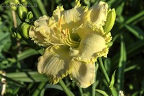Alpine Ruffles
