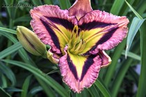 Awesome Prism