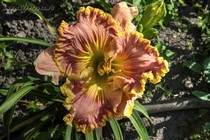 Debra Scott