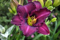 Nature`s Showman