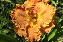 Orange Ruffles