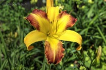 Startling Creation