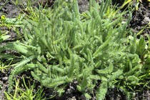 Тысячелистник войлочный (Achillea tomentosa)