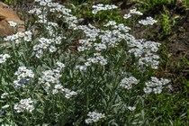 Тысячелистник зонтичный (Achillea umbellata)