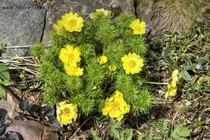 Адонис Весенний(Adonis vernalis)