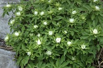 Анемона Дубравная Edgar (Anemone nemorosa Edgar)
