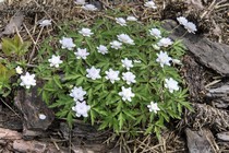 Анемона дубравная Lehna (Anemone nemorosa Lehna)
