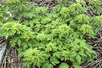 Анемона дубравная Virescens (Anemone nemorosa Virescens)