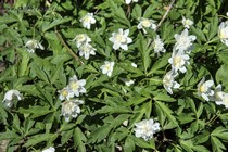 Анемона Дубравная Alba Plena (Anemone nemorosa Alba Plena)