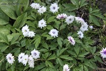 Анемона Дубравная Blue Eyes (Anemone nemorosa Blue Eyes)
