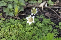 Анемона дубравная Green Fingers (Anemone nemorosa Green Fingers)