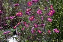 Анемона гибридная Pamina (Anemone hybrida Pamina)