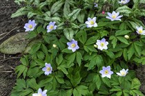Анемона Дубравная Robinsoniana (Anemone nemorosa Robinsoniana)