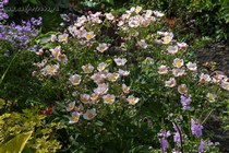 Анемона войлочная Rrobustissima (Anemone tomentosa Robustissima)