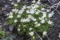 Анемона Дубравная (Anemone nemorosa)