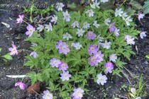 Анемона дубравная Gigantea Rubra (Anemone nemorosa Gigantea Rubra)