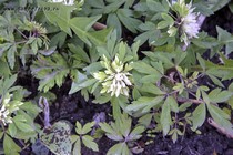 Анемона дубравная Viridiformis (Anemone nemorosa Viridiformis)