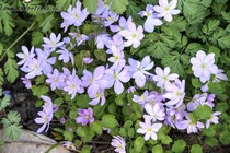 Анемонелла василистниковая Rosea (Anemonella thalictroides Rosea)