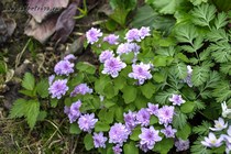 Анемонелла василистниковая Shoaf's Double Pink (Anemonella thalictroides Shoaf's Double Pink)