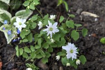 Анемонелла василистниковая White Spray (Anemonella thalictroides White Spray)