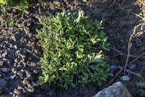 Антеннария двудомная (Antennaria dioica)