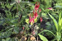 Аквилегия канадская Little Lanterns (Aquilegia canadensis Little Lanterns)