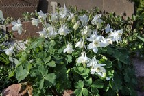Аквилегия вееровидная nana alba (Aquilegia flabellata nana alba)