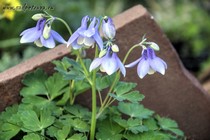Аквилегия пиренейская(Aquilegia pyrenaica)