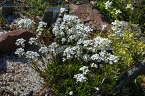 Арабис Функа ((Arabis Funkii)