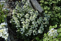 Арабис Зюндермана (Arabis х Suendermannii)