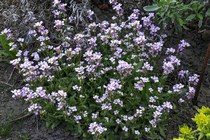 Арабис Кавказский Grandiflora Rosea (Arabis Caucasica Grandiflora Rosea)