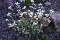 Арабис Кавказский Variegata (Arabis Caucasica Variegata)