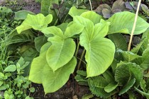 Аризема Франчетти (Arisaema franchetianum)