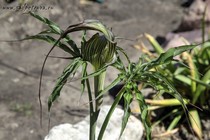 Аризема (Arisaema ciliatum var.liubaense)