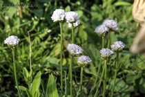 Армерия приморская белая (Armeria maritima Alba)