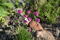 Армерия приморская красная (Armeria maritima Red)