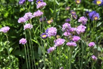 Армерия приморская розовая (Armeria maritima Rozea)