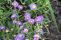 Астра Альпийская Aster x Blue
