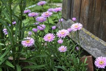 Астра Альпийская Aster x Rose)