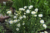 Астра Альпийская Aster x White