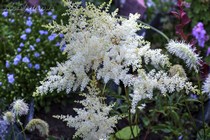 Астильба Арендса Cappucino (Astilbe arendsii Cappuccino)