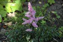 Астильба Курчавая Lilliput (Astilbe crispa Liliput)