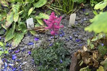 Астильба Гибридная Moulin Rouge (Astilbe crispa × Astilbe japonica)