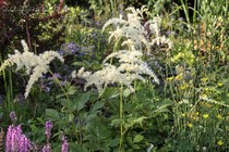 Астильба одонтофилла (Astilbe Odontophylla)
